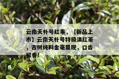 云南天朴号红茶，【新品上市】云南天朴号特级滇红茶，古树纯料金毫显现，口齿留香！