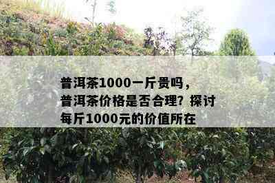 普洱茶1000一斤贵吗，普洱茶价格是否合理？探讨每斤1000元的价值所在