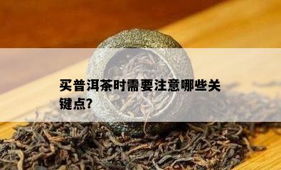 买普洱茶时需要注意哪些关键点？