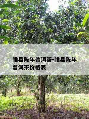 睢县陈年普洱茶-睢县陈年普洱茶价格表