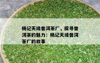 杨记天缘普洱茶厂，探寻普洱茶的魅力：杨记天缘普洱茶厂的故事