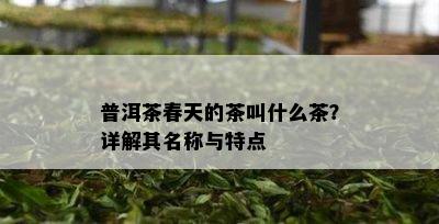 普洱茶春天的茶叫什么茶？详解其名称与特点