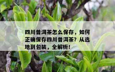 四川普洱茶怎么保存，怎样正保证存四川普洱茶？从选地到包装，全解析！