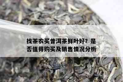 找茶农买普洱茶鲜叶好？是不是值得购买及销售情况分析