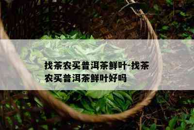 找茶农买普洱茶鲜叶-找茶农买普洱茶鲜叶好吗