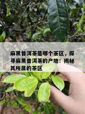 麻黑普洱茶是哪个茶区，探寻麻黑普洱茶的产地：揭秘其所属的茶区