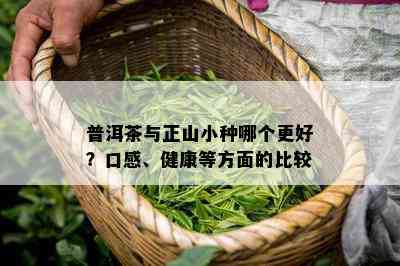 普洱茶与正山小种哪个更好？口感、健康等方面的比较