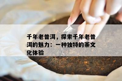 千年老普洱，探索千年老普洱的魅力：一种特别的茶文化体验