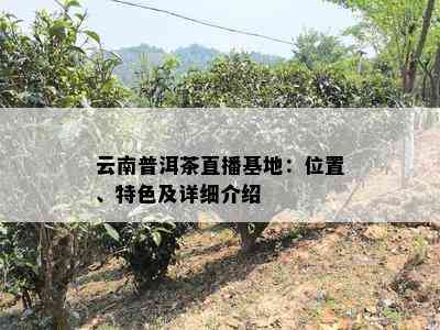 云南普洱茶直播基地：位置、特色及详细介绍