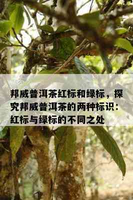 邦威普洱茶红标和绿标，探究邦威普洱茶的两种标识：红标与绿标的不同之处