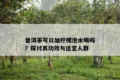 普洱茶可以加柠檬泡水喝吗？探讨其功效与适宜人群