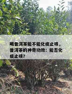 喝普洱茶能不能化痰止咳，普洱茶的神奇功效：能否化痰止咳？