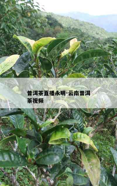 普洱茶直播永明-云南普洱茶视频