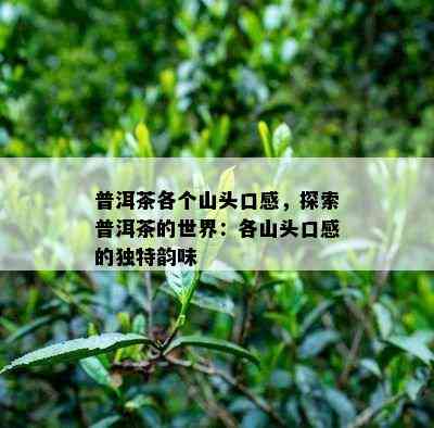 普洱茶各个山头口感，探索普洱茶的世界：各山头口感的独特韵味