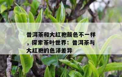 普洱茶和大红袍颜色不一样，探索茶叶世界：普洱茶与大红袍的色泽差异