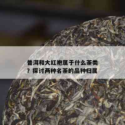 普洱和大红袍属于什么茶类？探讨两种名茶的品种归属