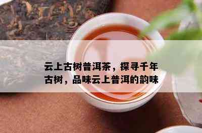 云上古树普洱茶，探寻千年古树，品味云上普洱的韵味