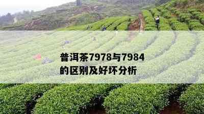 普洱茶7978与7984的区别及好坏分析