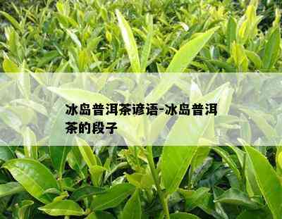 冰岛普洱茶谚语-冰岛普洱茶的段子