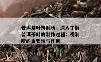 普洱茶叶初制所，深入熟悉普洱茶叶的制作过程：初制所的关键性与作用