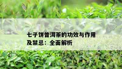 七子饼普洱茶的功效与作用及禁忌：全面解析