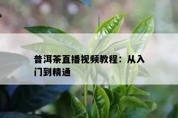 普洱茶直播视频教程：从入门到精通