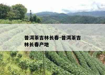 普洱茶吉林长春-普洱茶吉林长春产地