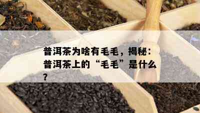 普洱茶为啥有毛毛，揭秘：普洱茶上的“毛毛”是什么？