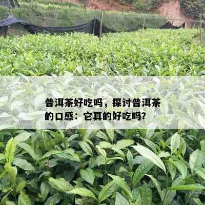 普洱茶好吃吗，探讨普洱茶的口感：它真的好吃吗？