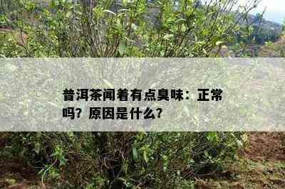 普洱茶闻着有点臭味：正常吗？起因是什么？