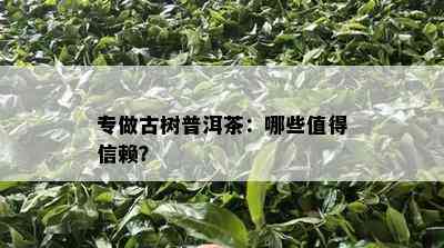 专做古树普洱茶：哪些值得信赖？