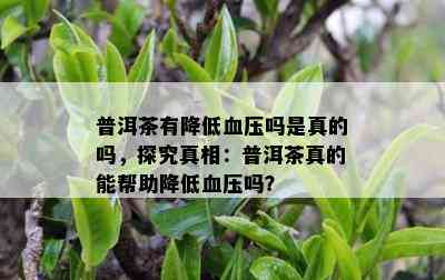 普洱茶有减少血压吗是真的吗，探究真相：普洱茶真的能帮助减少血压吗？