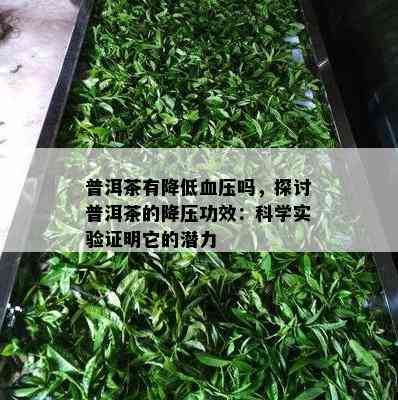 普洱茶有降低血压吗，探讨普洱茶的降压功效：科学实验证明它的潜力