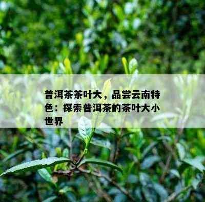 普洱茶茶叶大，品尝云南特色：探索普洱茶的茶叶大小世界