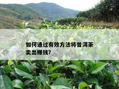 怎样通过有效方法将普洱茶卖出赚钱？