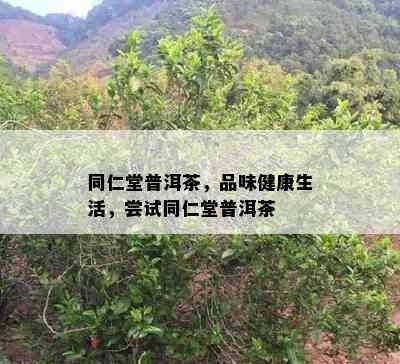 同仁堂普洱茶，品味健康生活，尝试同仁堂普洱茶