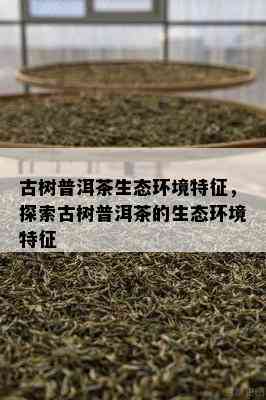 古树普洱茶生态环境特征，探索古树普洱茶的生态环境特征