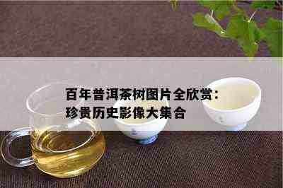 百年普洱茶树图片全欣赏：珍贵历史影像大集合