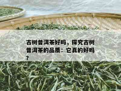 古树普洱茶好吗，探究古树普洱茶的品质：它真的好吗？