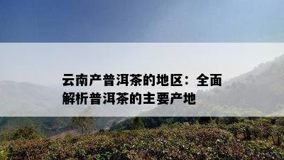 云南产普洱茶的地区：全面解析普洱茶的主要产地