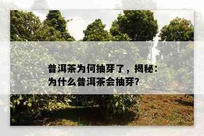 普洱茶为何抽芽了，揭秘：为什么普洱茶会抽芽？