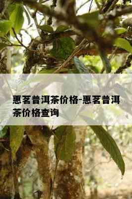 惠茗普洱茶价格-惠茗普洱茶价格查询