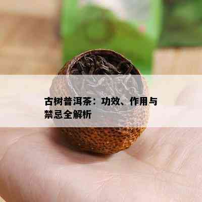 古树普洱茶：功效、作用与禁忌全解析