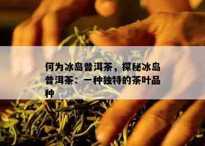 何为冰岛普洱茶，探秘冰岛普洱茶：一种特别的茶叶品种