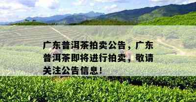 广东普洱茶拍卖公告，广东普洱茶即将进行拍卖，敬请关注公告信息！