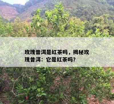 玫瑰普洱是红茶吗，揭秘玫瑰普洱：它是红茶吗？