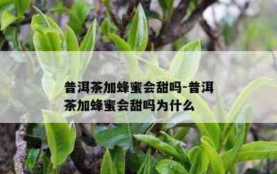 普洱茶加蜂蜜会甜吗-普洱茶加蜂蜜会甜吗为什么