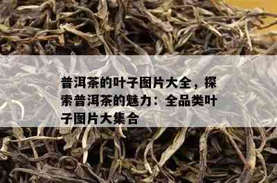 普洱茶的叶子图片大全，探索普洱茶的魅力：全品类叶子图片大集合