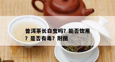 普洱茶长白虫吗？能否饮用？是否有？附图