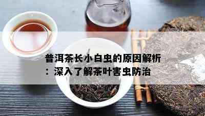 普洱茶长小白虫的原因解析：深入了解茶叶害虫防治